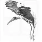 Wood Stork
