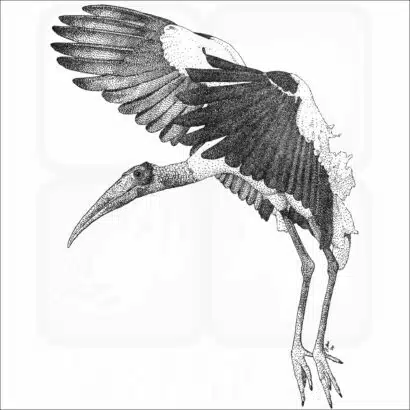 Wood Stork