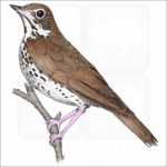 Wood Thrush