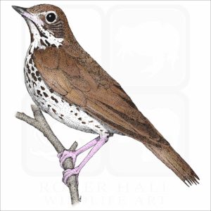 Wood Thrush