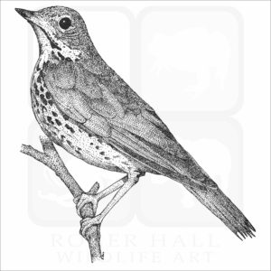 Wood Thrush