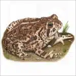 Woodhouse's Toad illustration