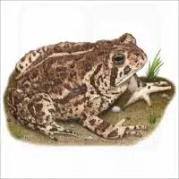 Woodhouse's Toad illustration