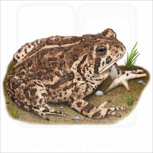 Woodhouse's Toad illustration