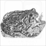 Woodhouse's Toad