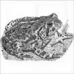 Woodhouse's Toad