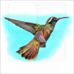 Xantus's Hummingbird illustration