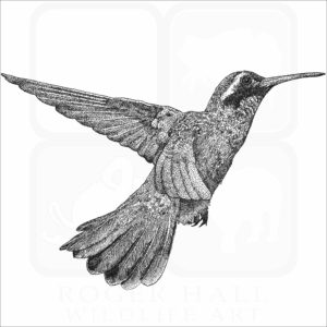 Xantus's Hummingbird