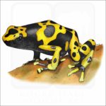 Yellow-Banded Poison Dart Frog illustration
