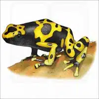 Yellow-Banded Poison Dart Frog illustration