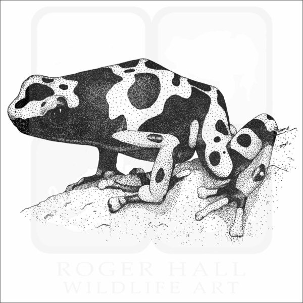 Yellow-Banded Poison Dart Frog