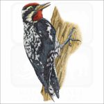 Yellow Bellied Sapsucker illustration