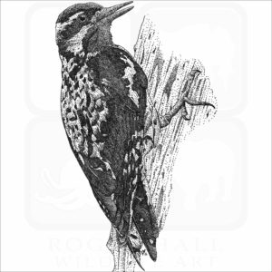 Yellow Bellied Sapsucker