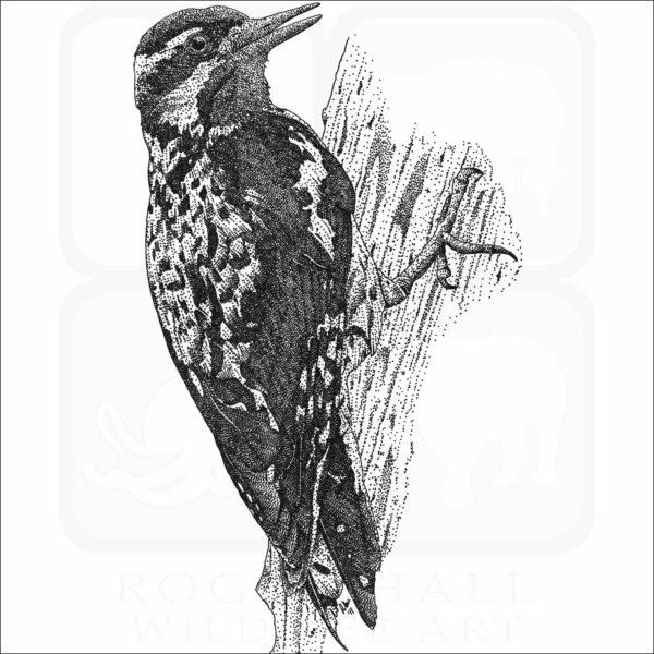 Yellow Bellied Sapsucker