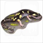 Yellow-Blotched Ensatina illustration