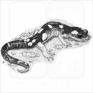 Yellow-Blotched Ensatina