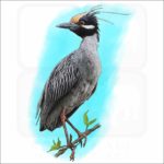 Yellow-Crowned Heron illustration