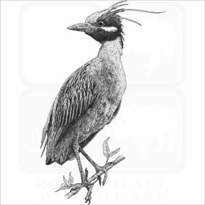 Yellow-Crowned Heron