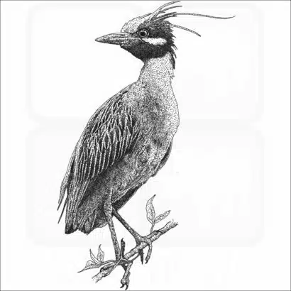 Yellow-Crowned Heron