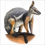 Yellow-Footed Rock-Wallaby illustration