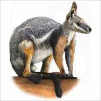 Yellow-Footed Rock-Wallaby illustration