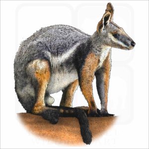 Yellow-Footed Rock-Wallaby illustration