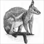 Yellow-Footed Rock-Wallaby
