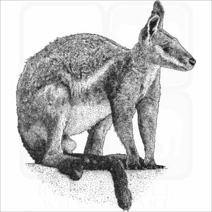 Yellow-Footed Rock-Wallaby