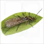 Yellow Sally Stonefly illustration