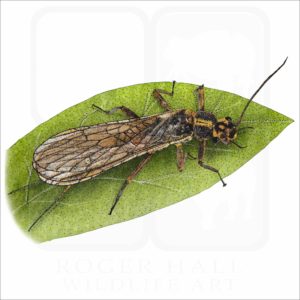 Yellow Sally Stonefly illustration