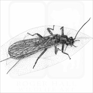 Yellow Sally Stonefly