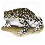Yosemite Toad illustration