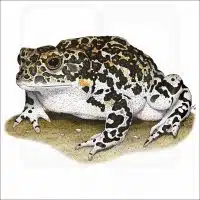 Yosemite Toad illustration