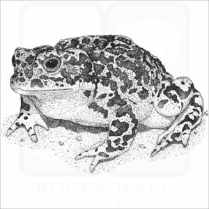 Yosemite Toad