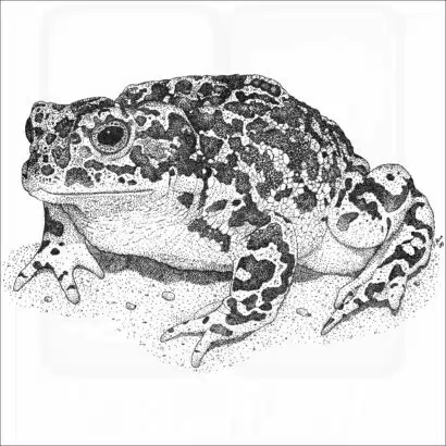 Yosemite Toad