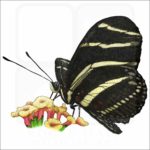 Zebra Longwing Butterfly illustration