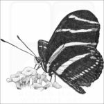 Zebra Longwing Butterfly
