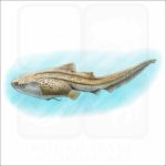 Zebra Shark illustration