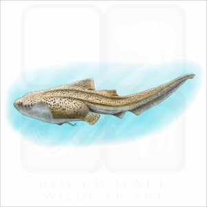 Zebra Shark illustration
