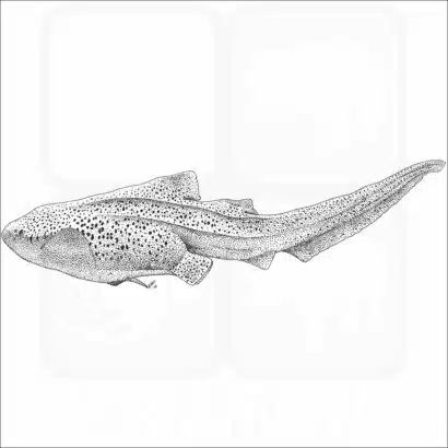 Zebra Shark