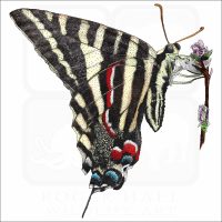 Zebra Swallowtail Butterfly illustration