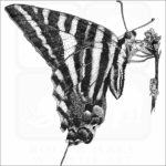 Zebra Swallowtail Butterfly