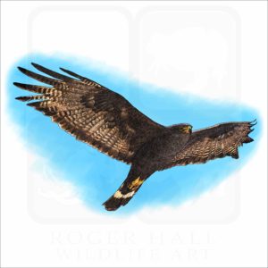 Zone-Tailed Hawk illustration