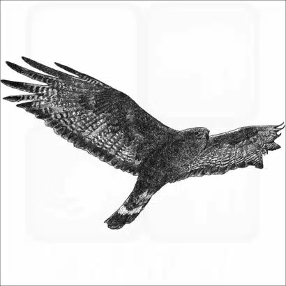 Zone-Tailed Hawk