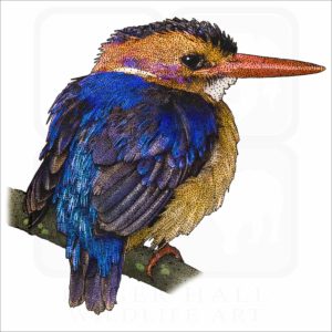 African Pygmy Kingfisher art