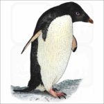 Adélie penguin illustration