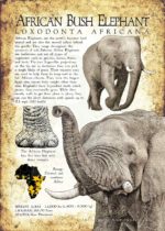 African Bush Elephant poster