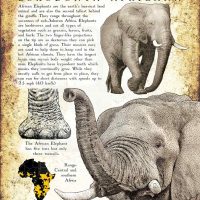 African Bush Elephant poster