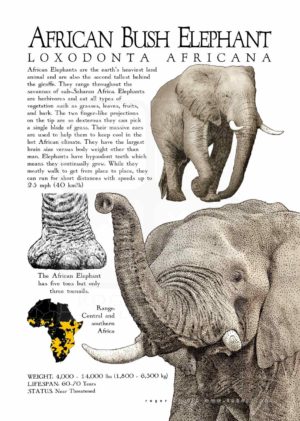 African Bush Elephant