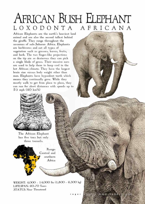 African Bush Elephant